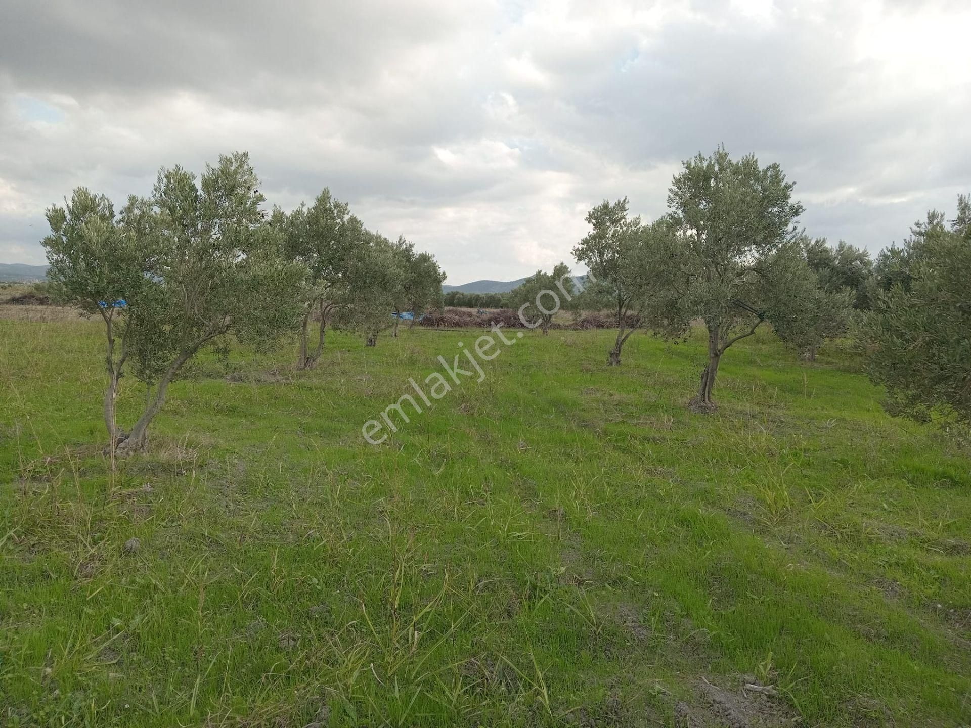 Akhisar Eroğlu Mah.satılık Çiftlik (emin'den) - Görsel 17