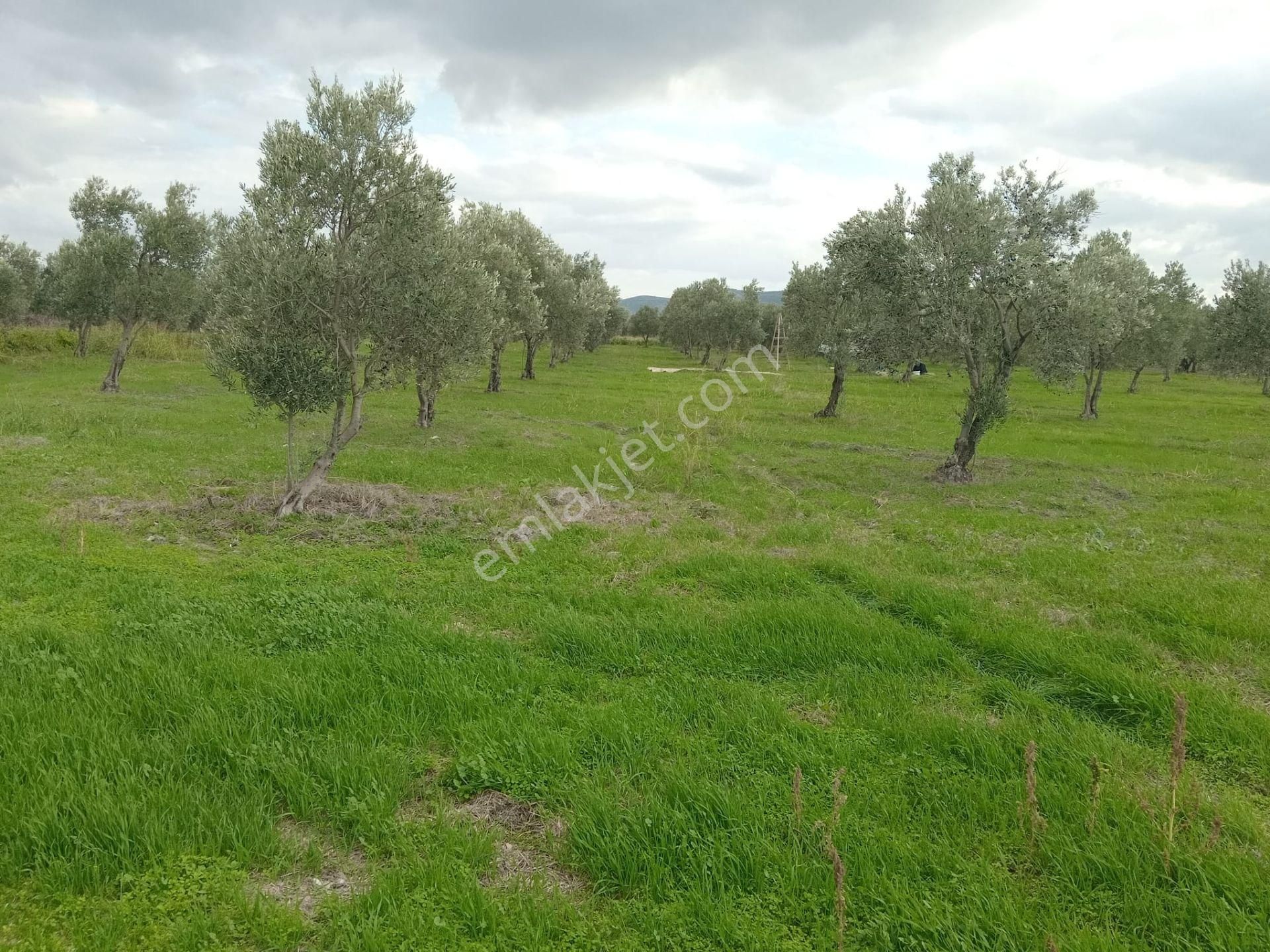 Akhisar Eroğlu Mah.satılık Çiftlik (emin'den) - Görsel 19