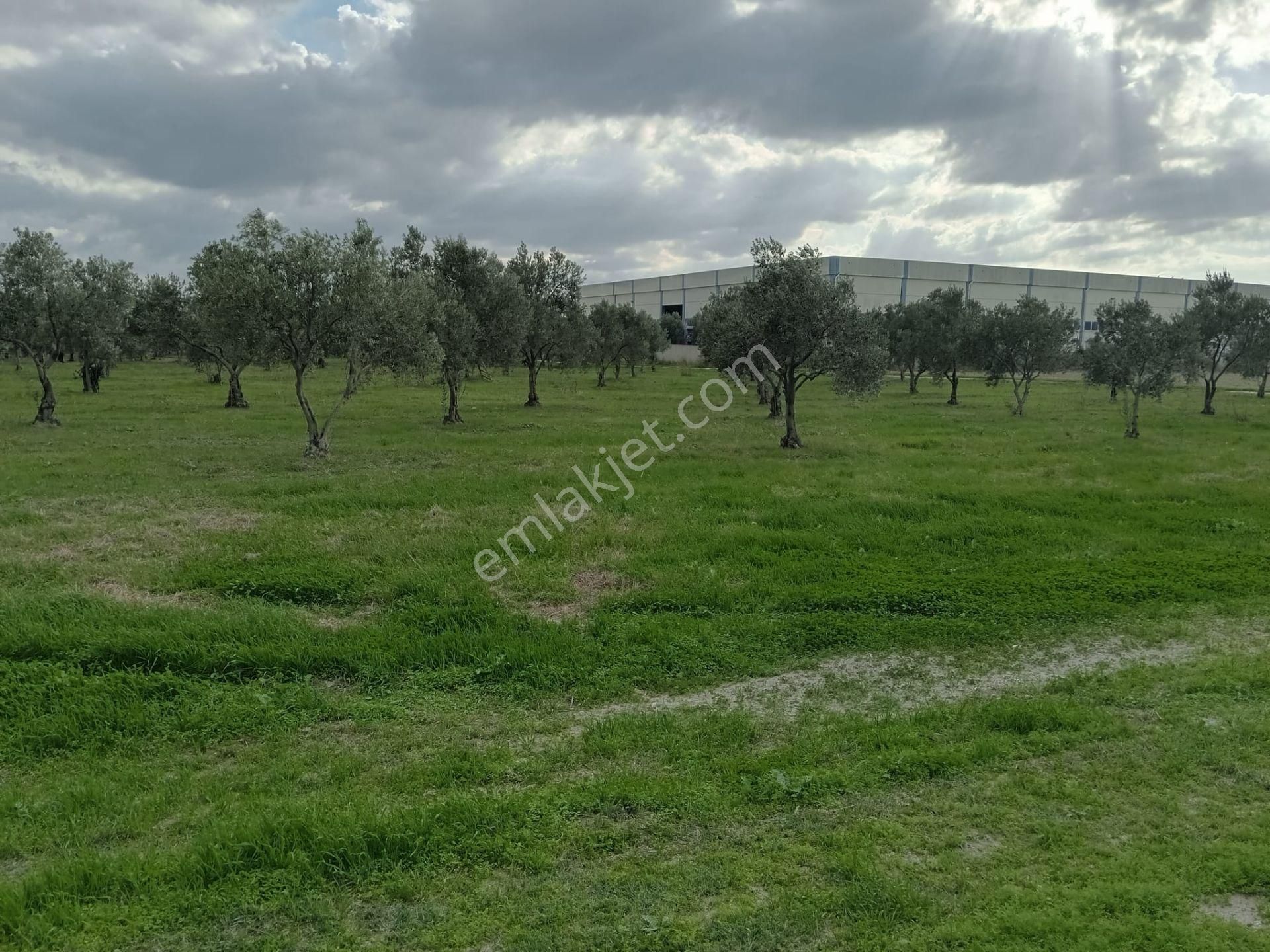 Akhisar Eroğlu Mah.satılık Çiftlik (emin'den) - Görsel 23