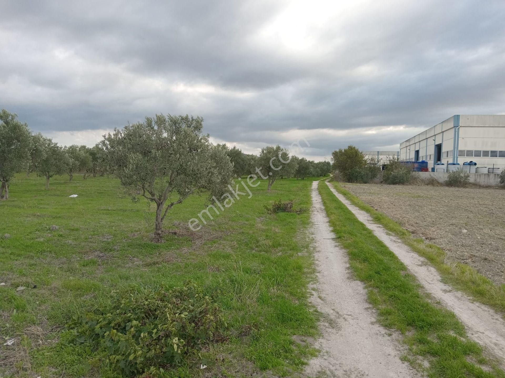 Akhisar Eroğlu Mah.satılık Çiftlik (emin'den) - Görsel 11