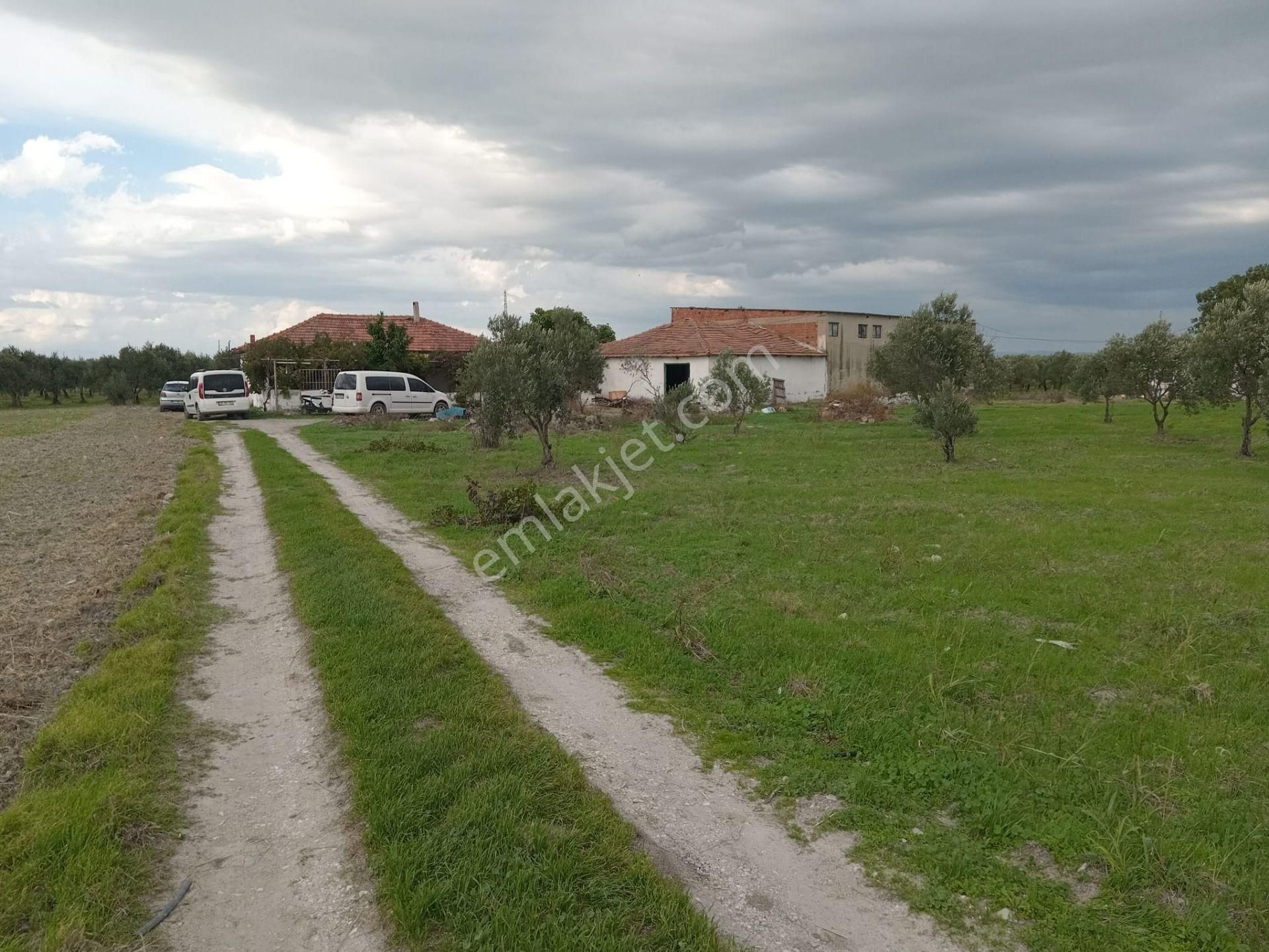 Akhisar Eroğlu Mah.satılık Çiftlik (emin'den) - Görsel 15