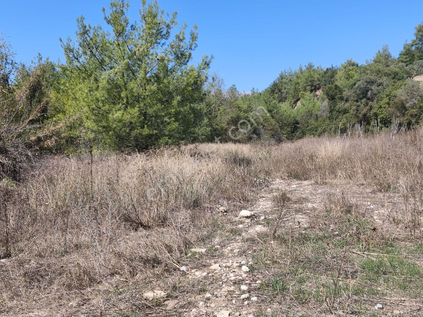Boran Gayrimenkul Den Karaisalı Merkeze 1 Km. Mesafede Tek Tapu - Görsel 5