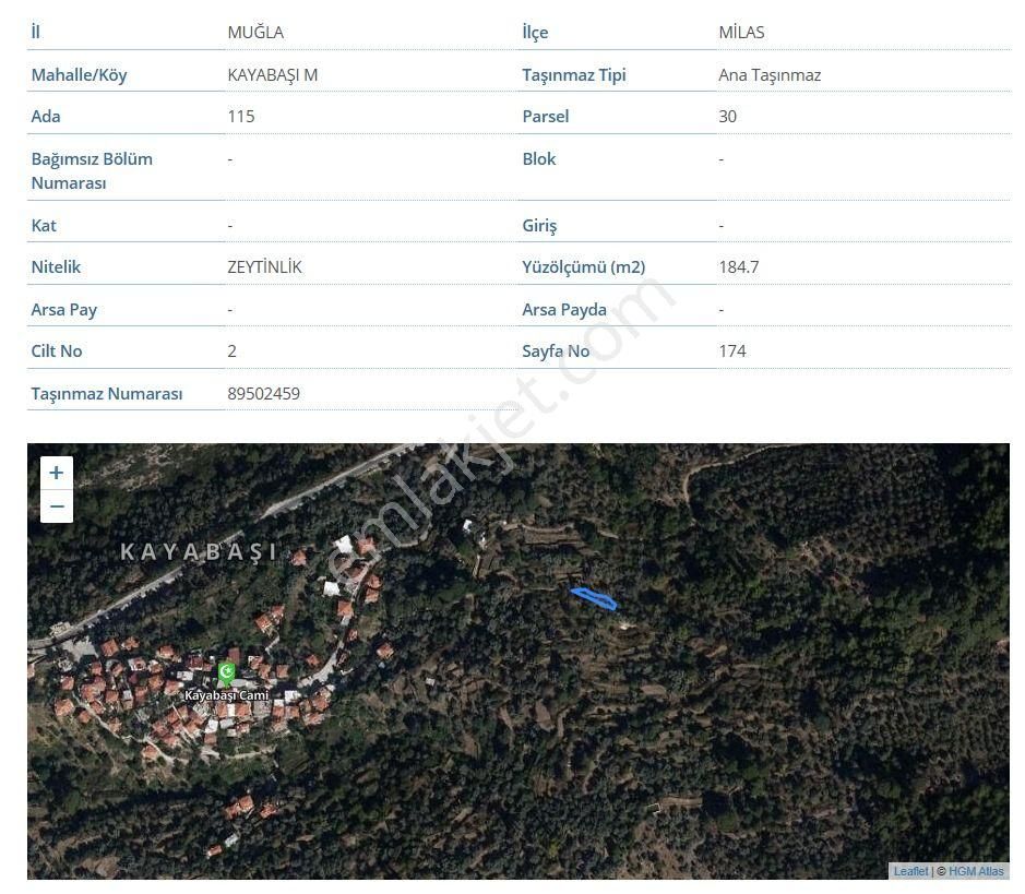 Köy Merkezine Çok Yakın Zeytinlik - Görsel 4