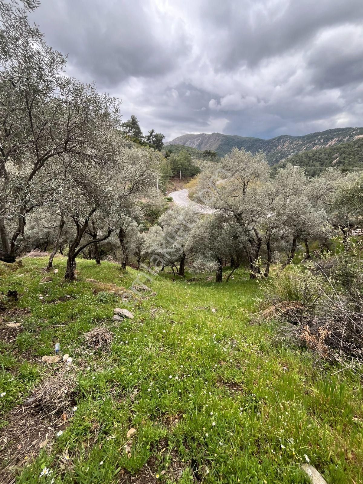 Milas Kayabaşı Mah De Satılık Ze - Görsel 6