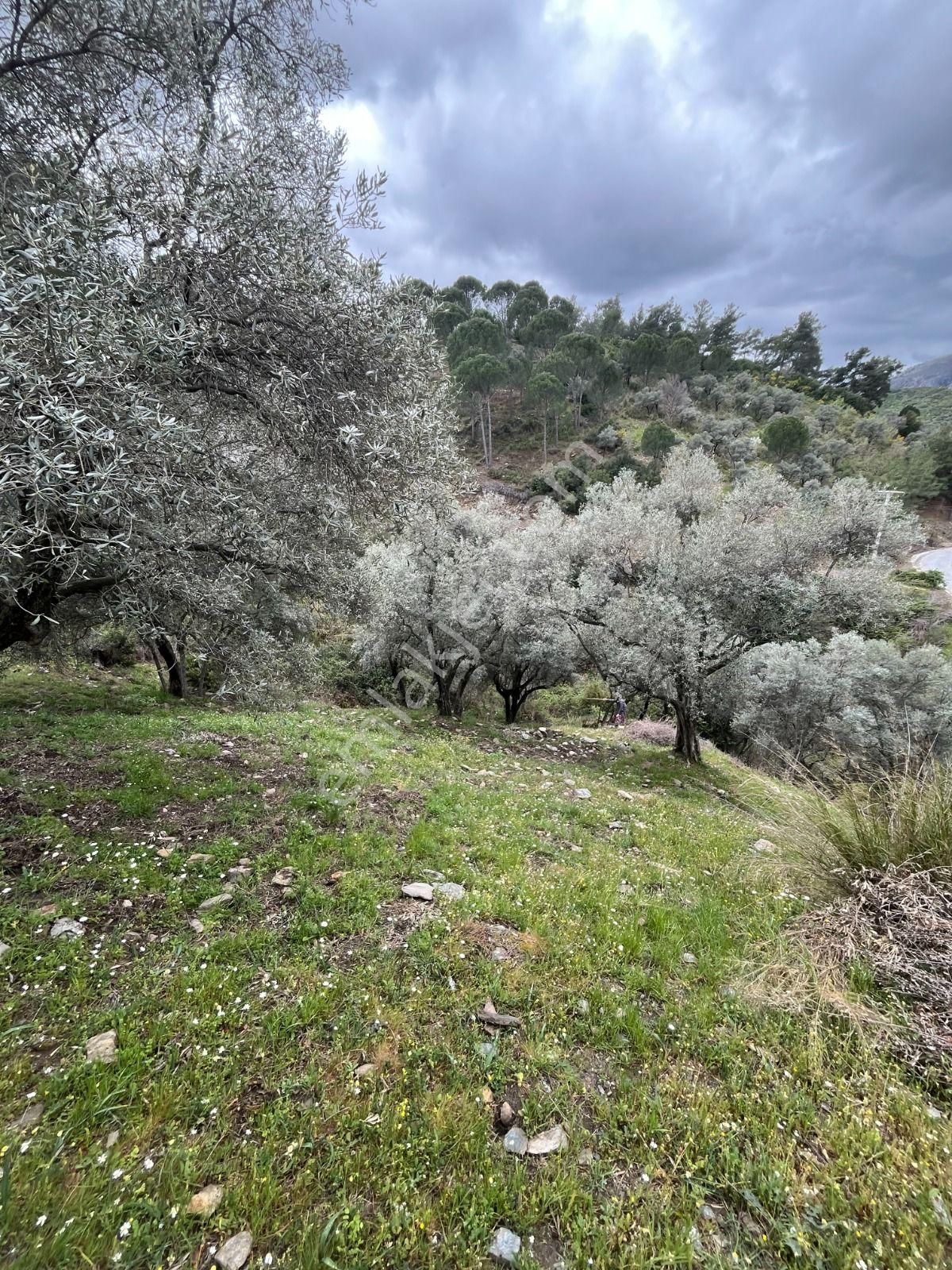 Milas Kayabaşı Mah De Satılık Ze - Görsel 4
