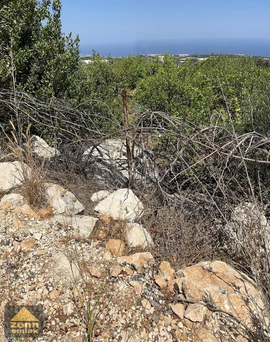 Mersin De Satılık 7150 M2 Limon Bahcesi - Görsel 7