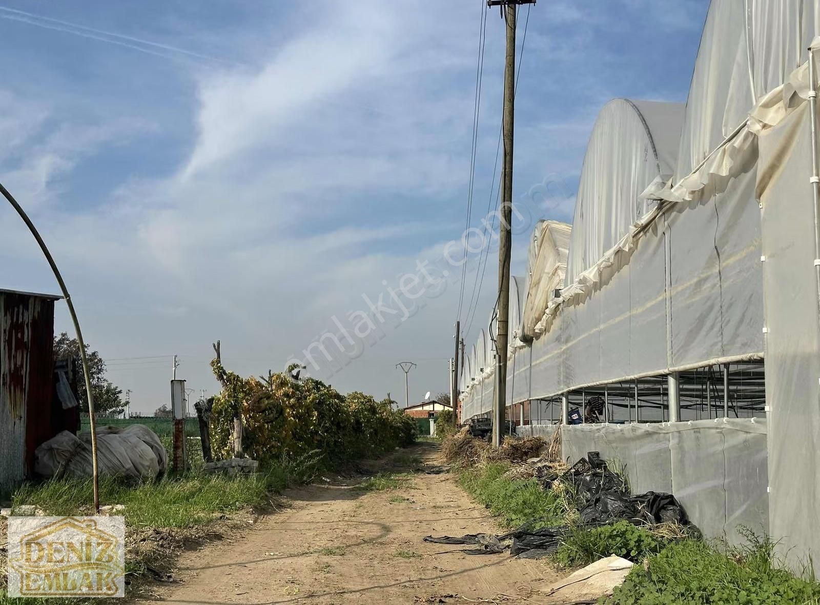 Menemen Emiralemde Satılık 2238m2 Elektrik Yanıbaşında Ağaçlı Tarla - Görsel 3