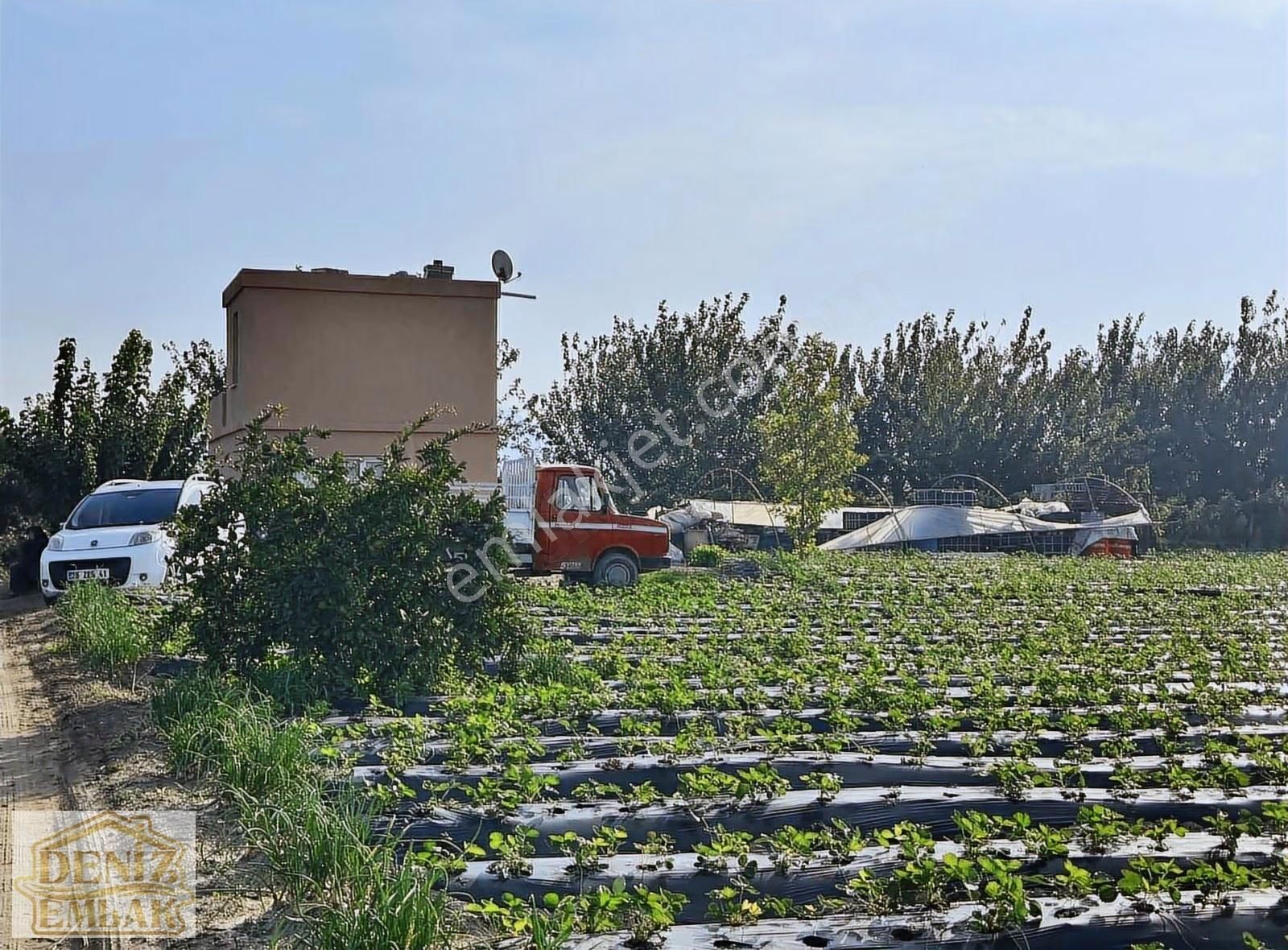 Menemen Emiralemde Satılık 2238m2 Elektrik Yanıbaşında Ağaçlı Tarla - Görsel 7