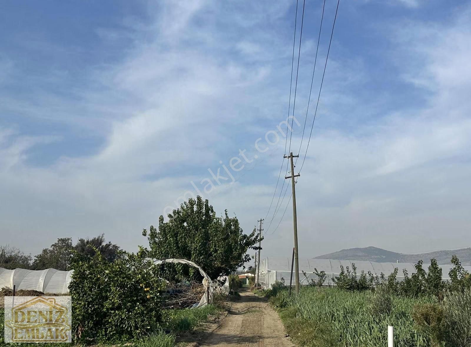 Menemen Emiralemde Satılık 2238m2 Elektrik Yanıbaşında Ağaçlı Tarla - Görsel 2