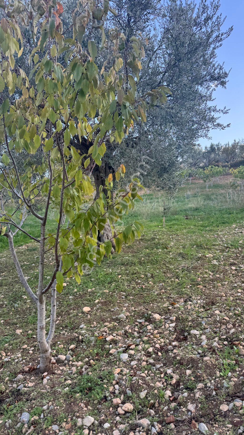 Beyaz Gayrimenkulden Karaoğlanlı Mh Fırsat 2.500 M2 Tarla - Görsel 34