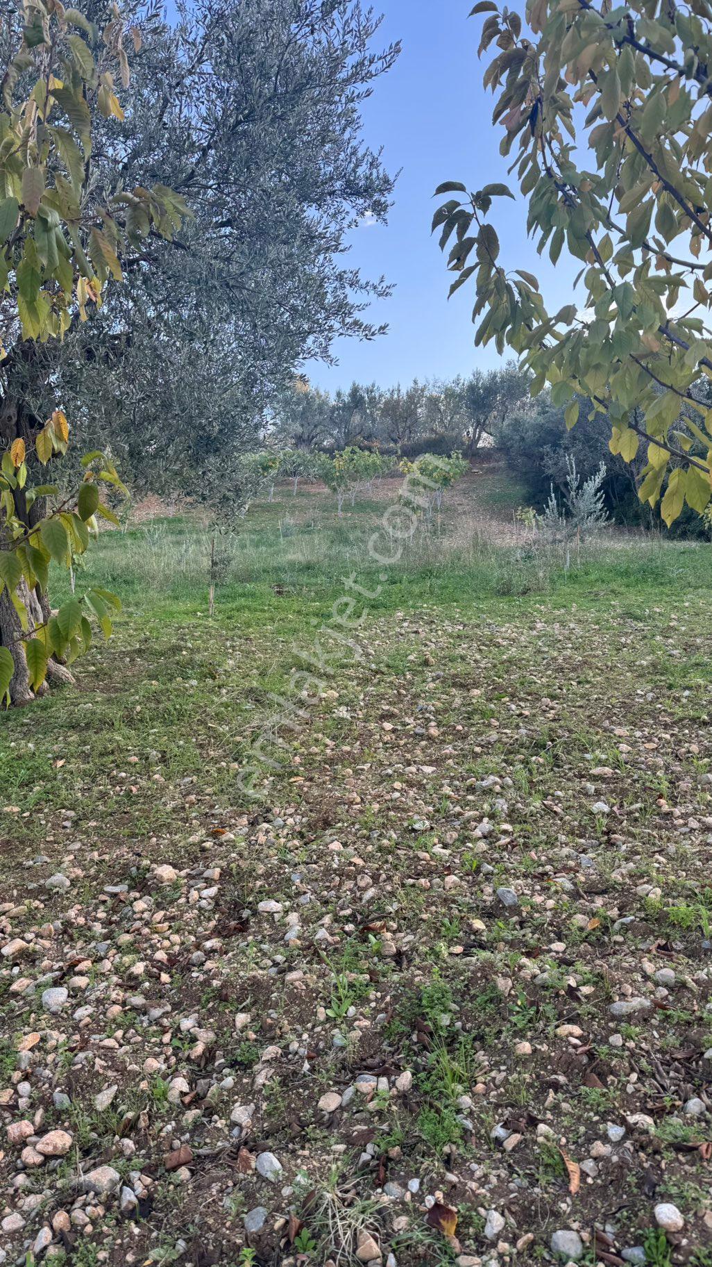 Beyaz Gayrimenkulden Karaoğlanlı Mh Fırsat 2.500 M2 Tarla - Görsel 31