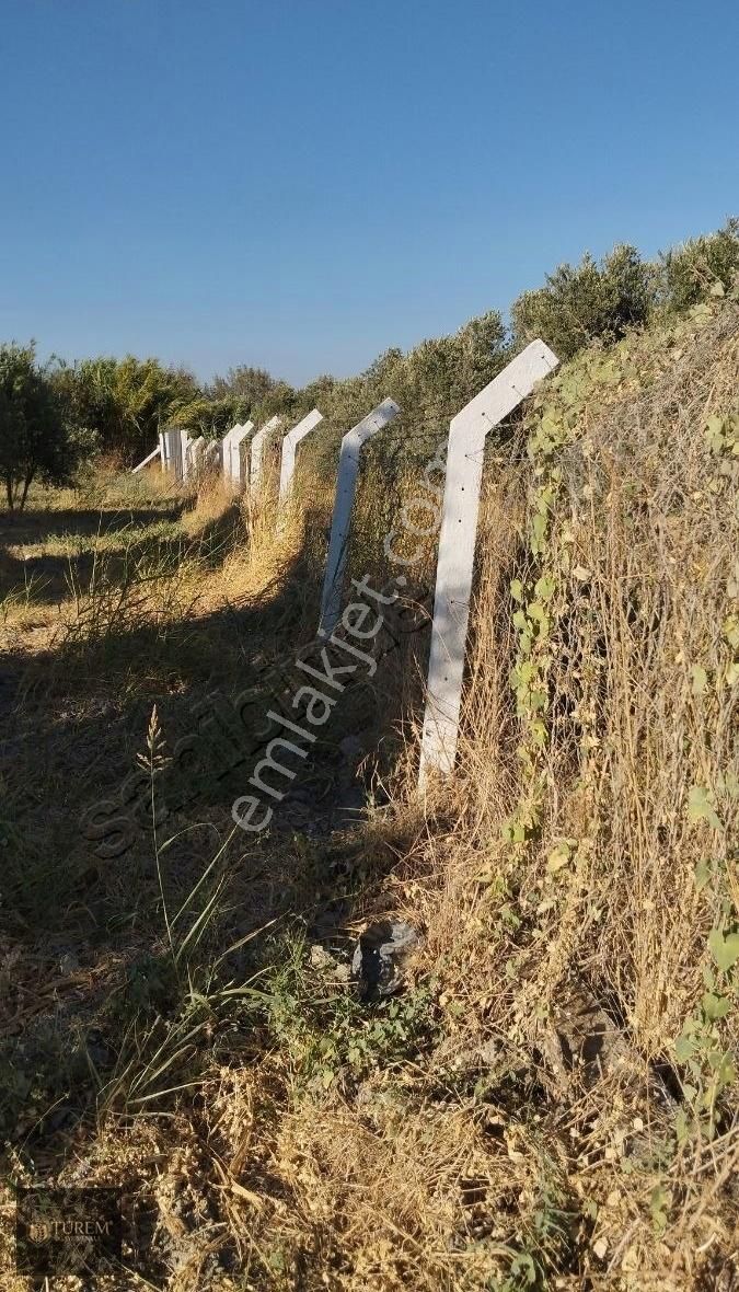 Satılık Zeytin Ve İncir Bahçesi - Görsel 8
