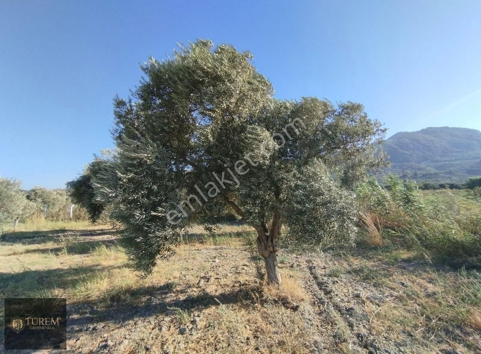 Satılık Zeytin Ve İncir Bahçesi - Görsel 4
