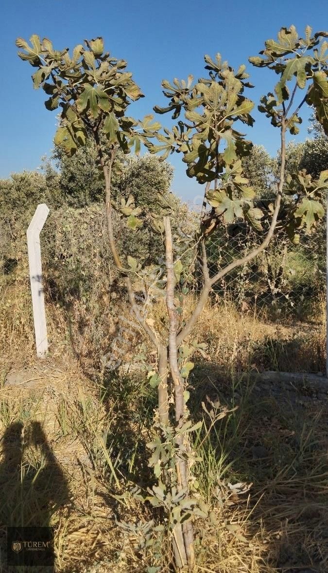 Satılık Zeytin Ve İncir Bahçesi - Görsel 9