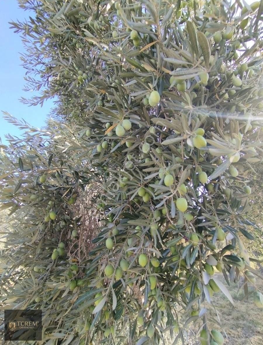 Satılık Zeytin Ve İncir Bahçesi - Görsel 5