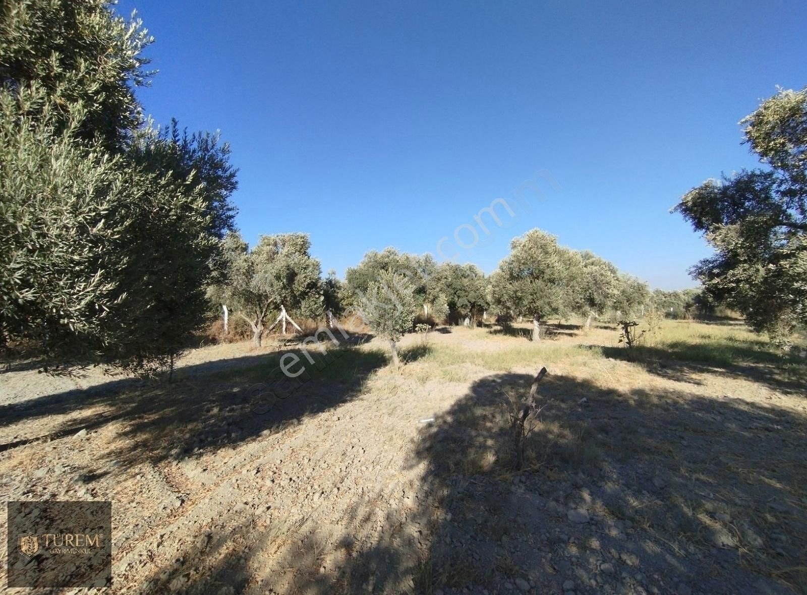 Satılık Zeytin Ve İncir Bahçesi - Görsel 12