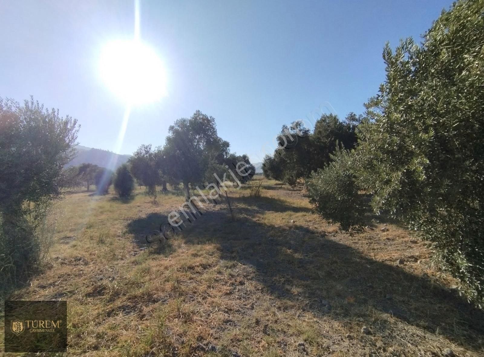 Satılık Zeytin Ve İncir Bahçesi - Görsel 6