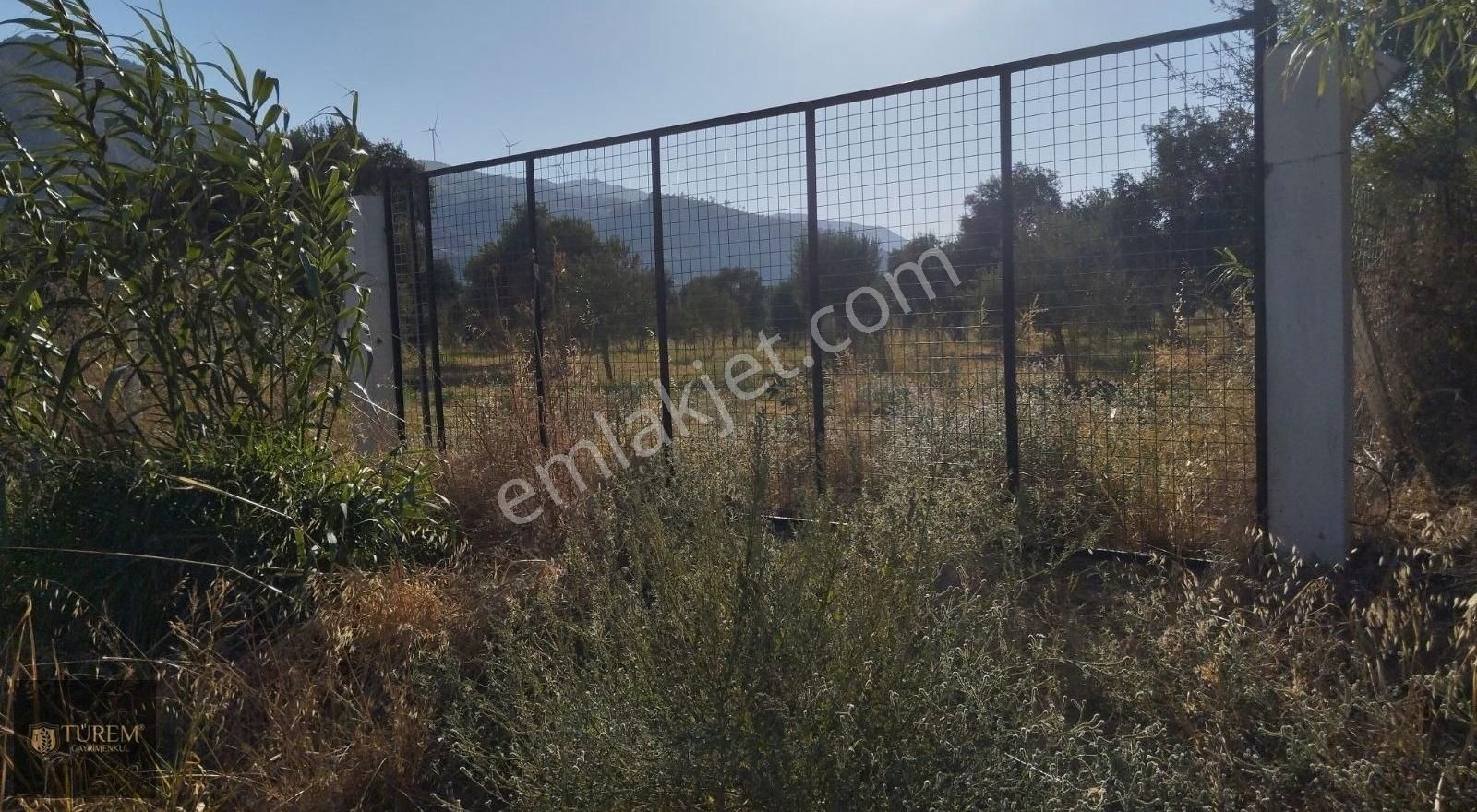 Satılık Zeytin Ve İncir Bahçesi