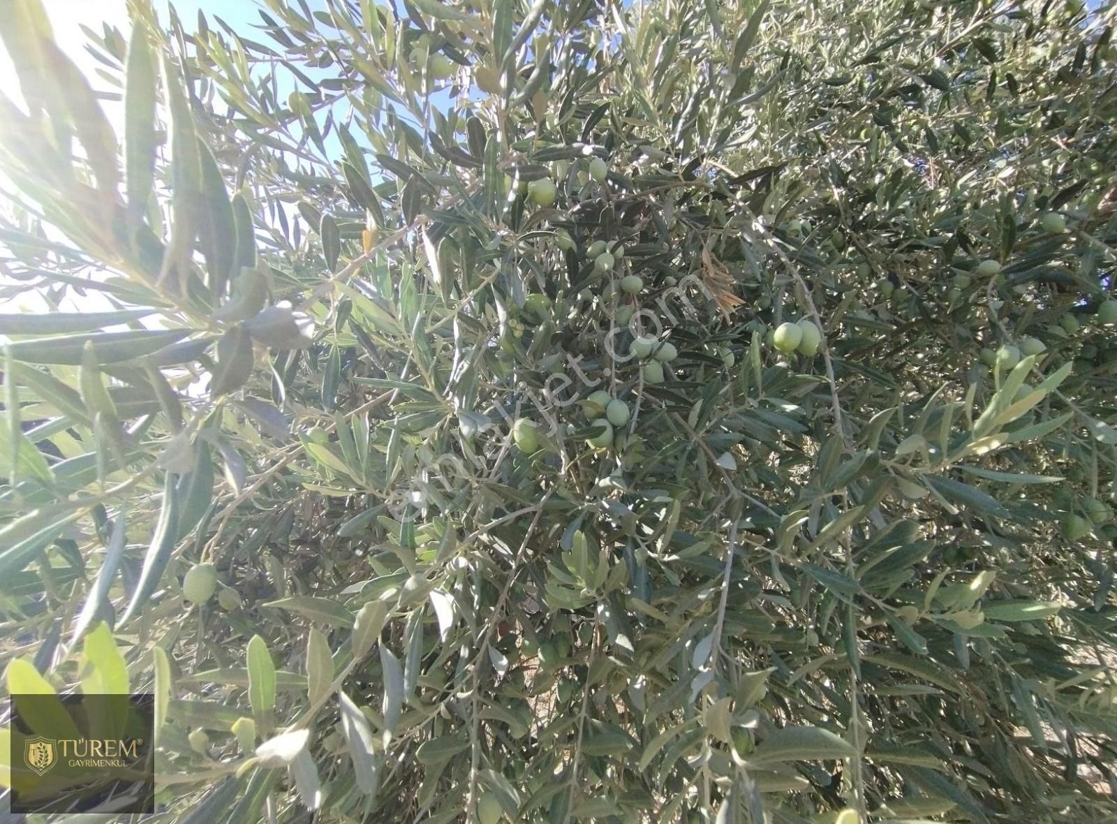 Satılık Zeytin Ve İncir Bahçesi - Görsel 2