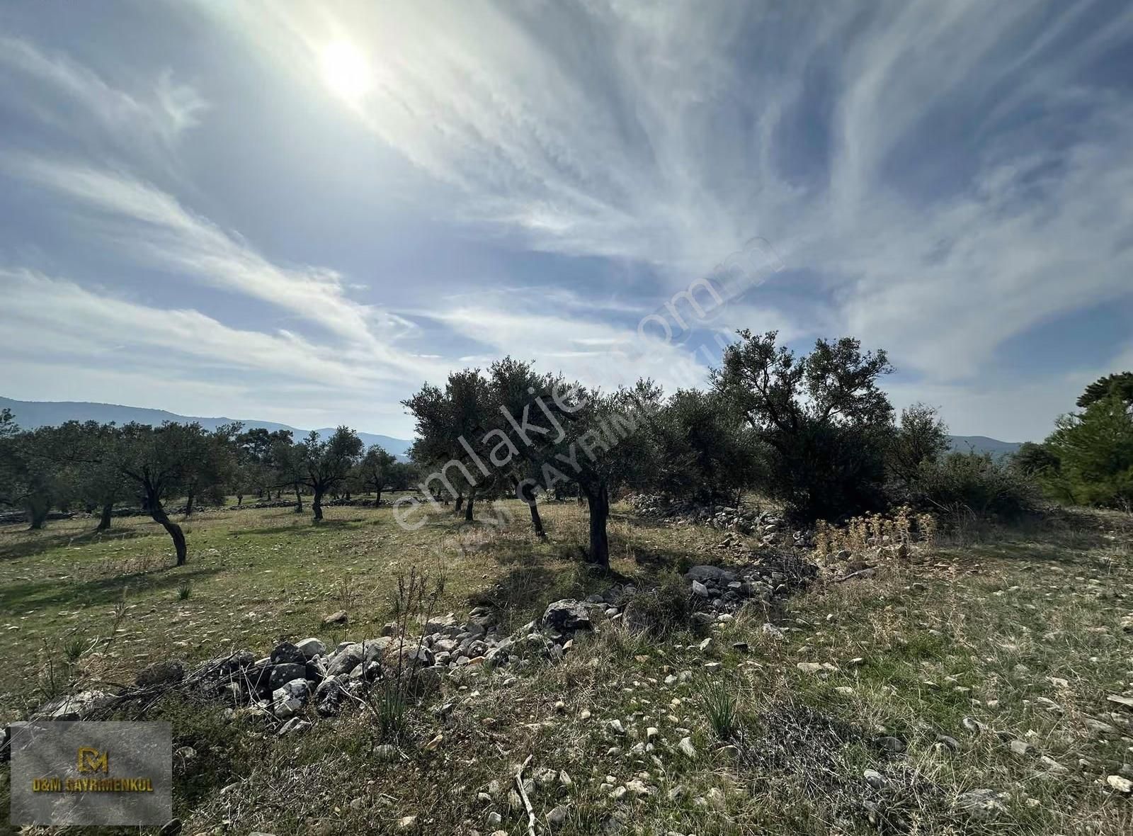 Muğla Milas Kazıklı'da 4828m2 Zeytinlik Deniz Manzaralı !! - Görsel 5