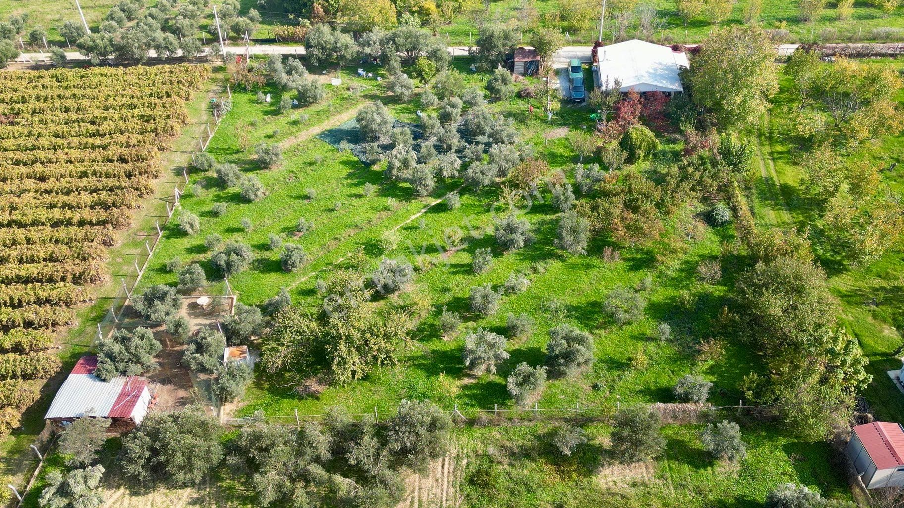 Kemalpaşa Aşağıkızılca’da Satılık Bağ Ve 2+1 Bağ Evi - Görsel 3