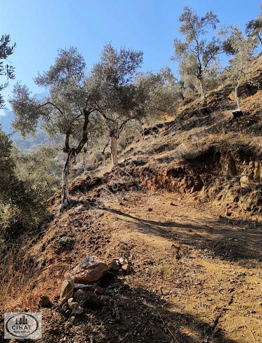 Cihat İnşaat Emlak Tan Satılık Zeytin Bahçesi - Görsel 8