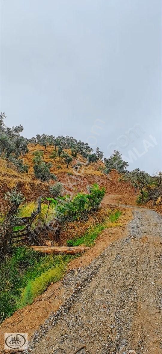 Cihat İnşaat Emlak Tan Satılık Zeytin Bahçesi - Görsel 2