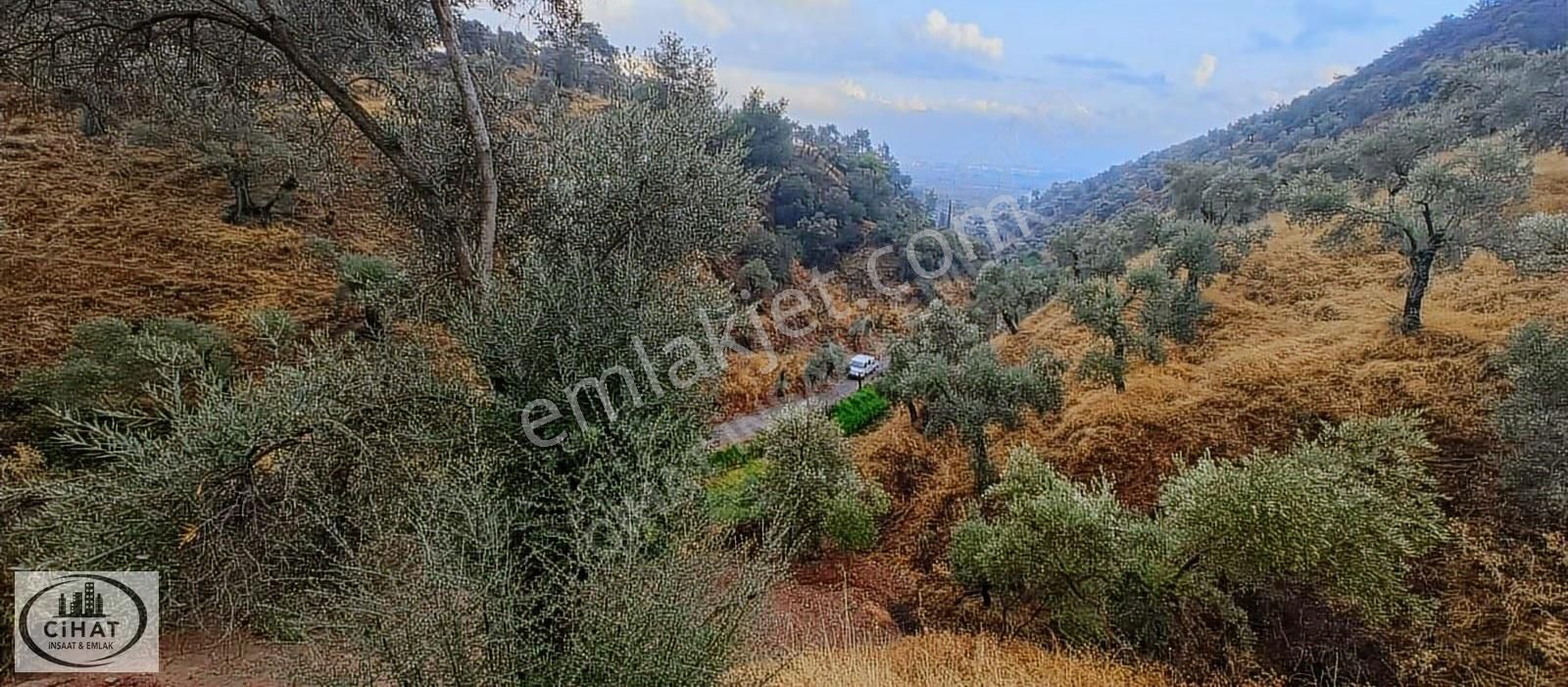 Cihat İnşaat Emlak Tan Satılık Zeytin Bahçesi