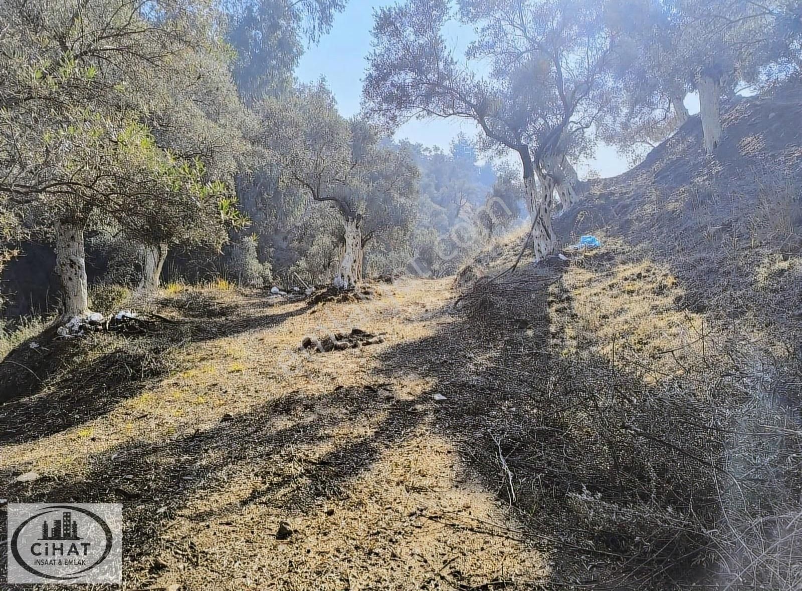 Cihat İnşaat Emlak Tan Satılık Zeytin Bahçesi - Görsel 5