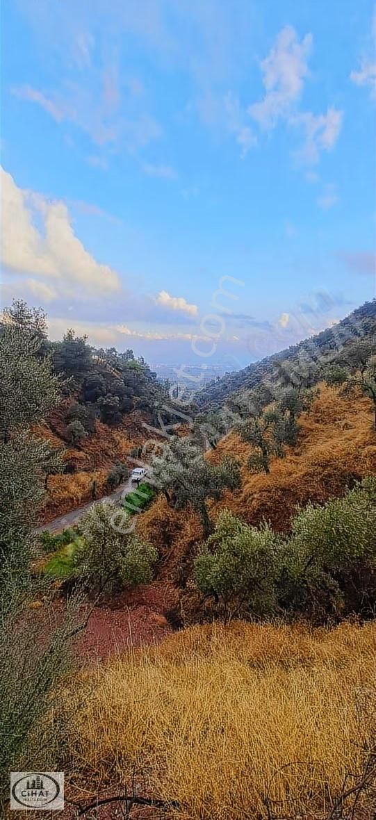 Cihat İnşaat Emlak Tan Satılık Zeytin Bahçesi - Görsel 4