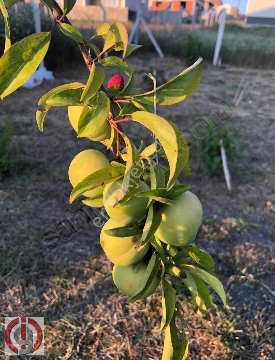 İnceoğlundan Sünlük'te Villa İmarlı Arsa - Görsel 8
