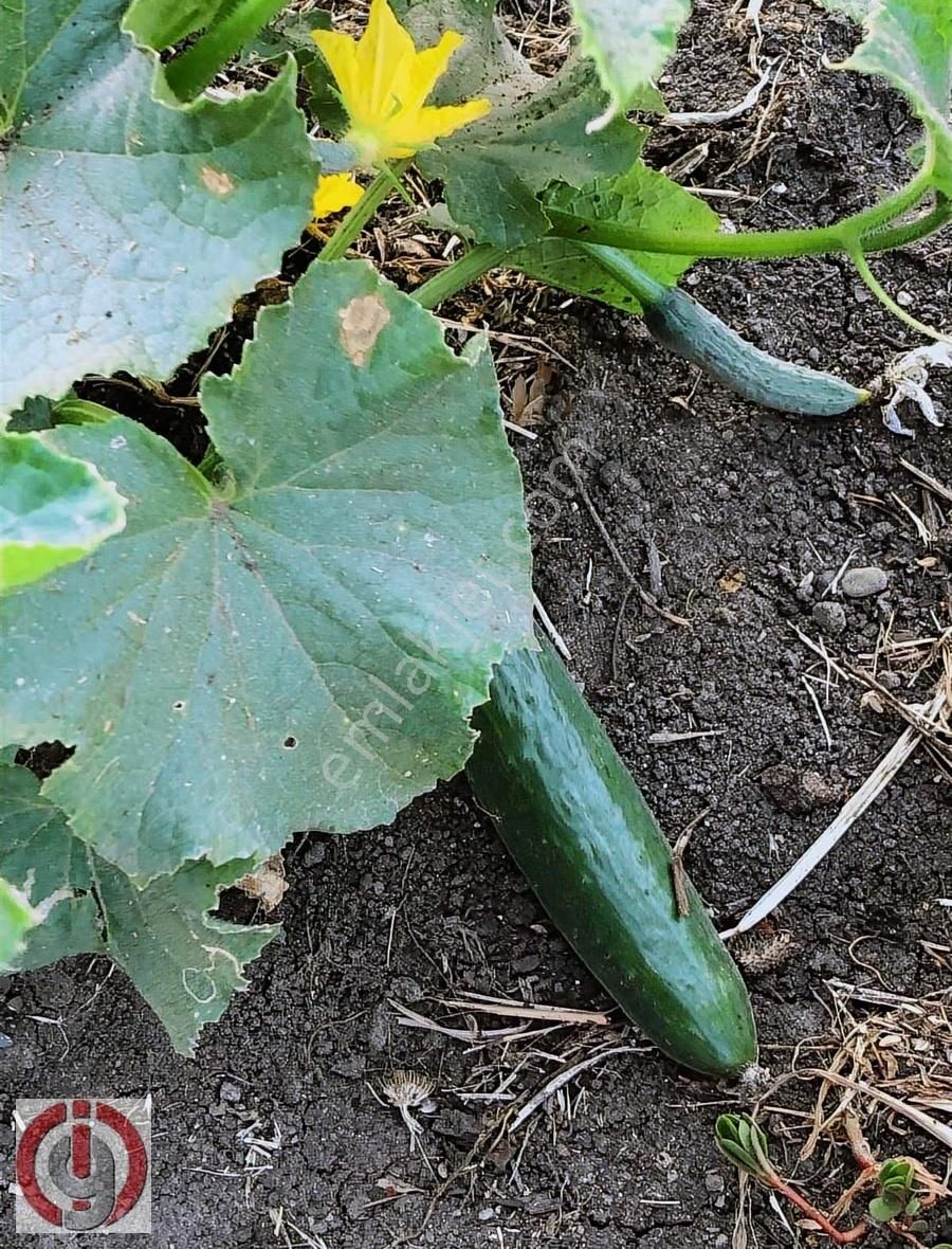 İnceoğlundan Sünlük'te Villa İmarlı Arsa - Görsel 13