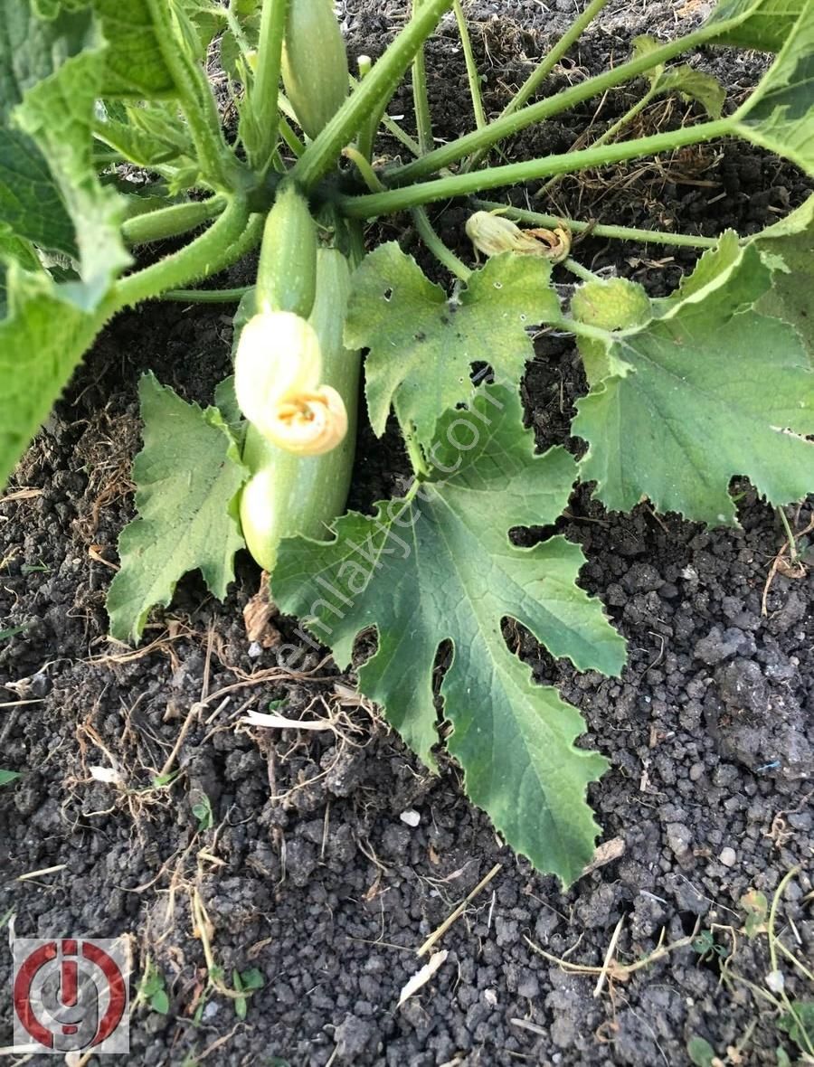 İnceoğlundan Sünlük'te Villa İmarlı Arsa - Görsel 17