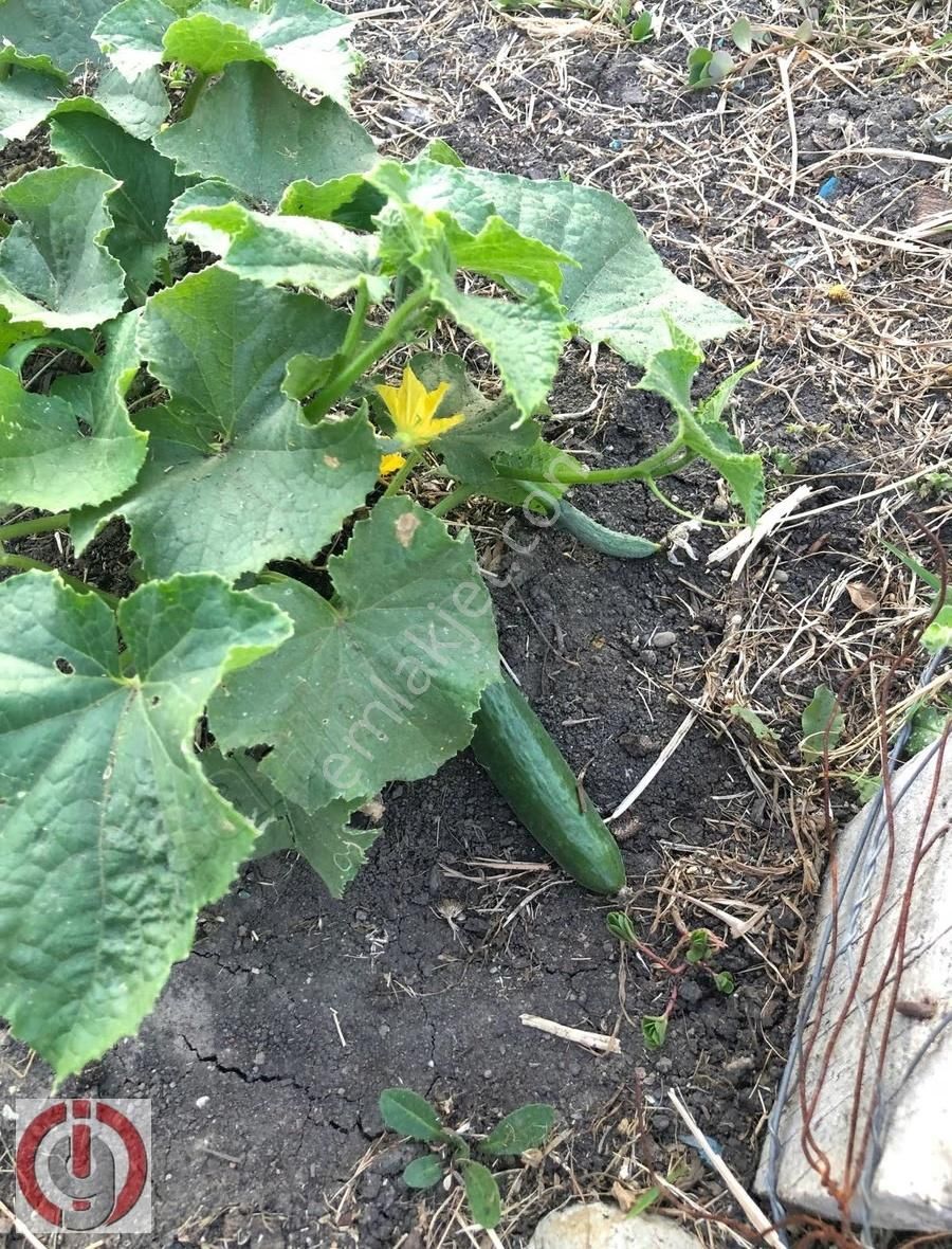 İnceoğlundan Sünlük'te Villa İmarlı Arsa - Görsel 23