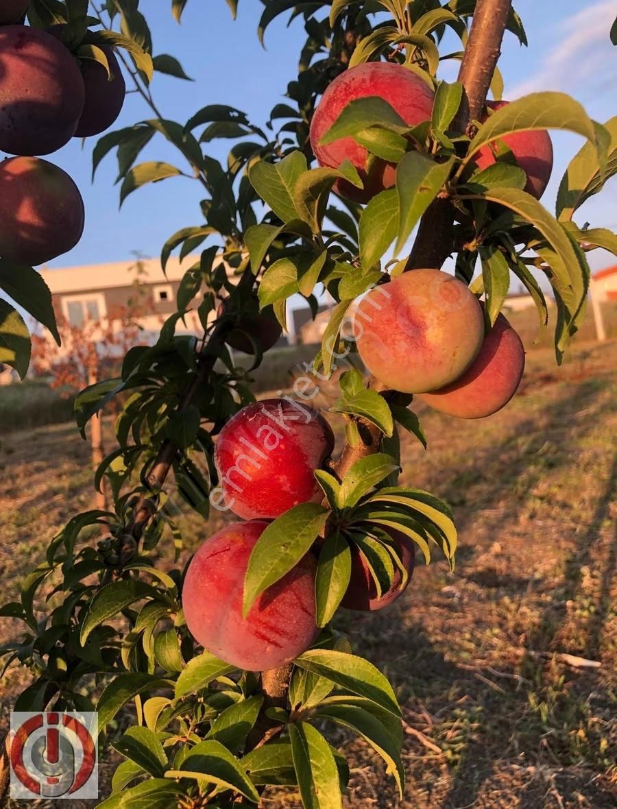 İnceoğlundan Sünlük'te Villa İmarlı Arsa - Görsel 22