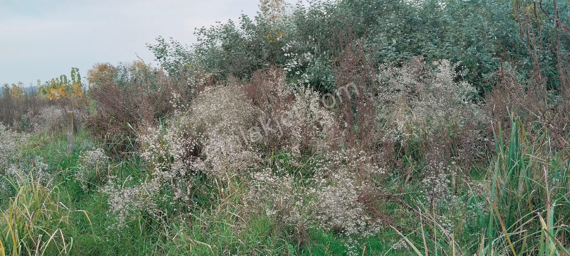 Çarşamba Costal Satılık Tarla - Görsel 7
