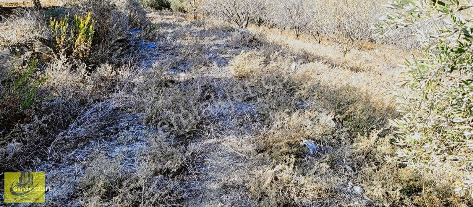 Camilide Şehire Yakın 7 Dönüm Fırsat Bakımsız Bahçe - Görsel 3