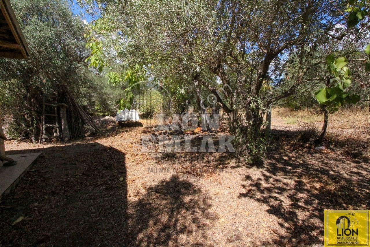 🟨⬛ Lıon Emlak'tan Sahil Mahallesinde 1260m² Satılık Yola Cephe Zeytinlik⬛🟨 - Görsel 19