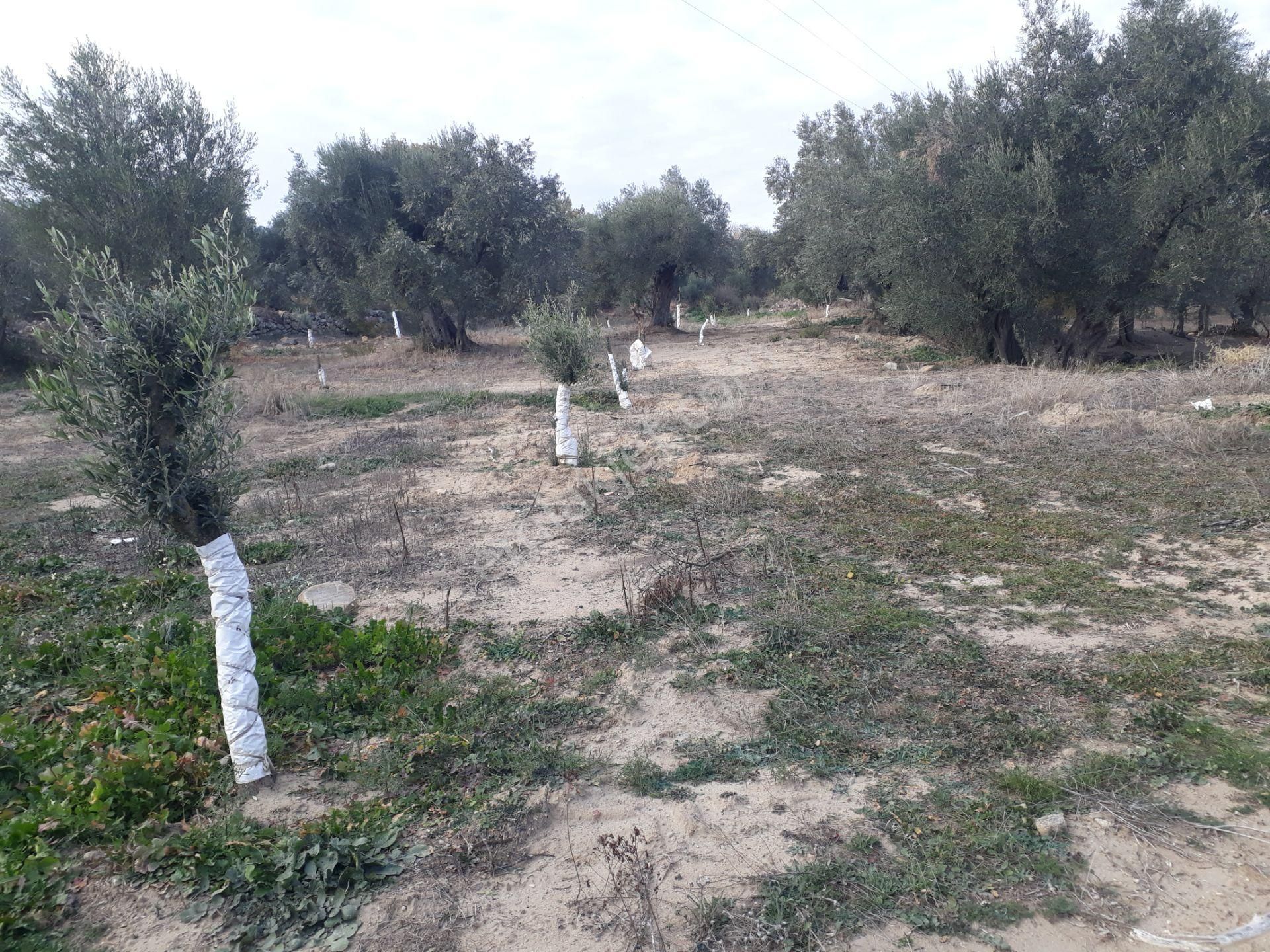 Karacasu Yenice Mahallesinde Satılık Zeytinlik - Görsel 20