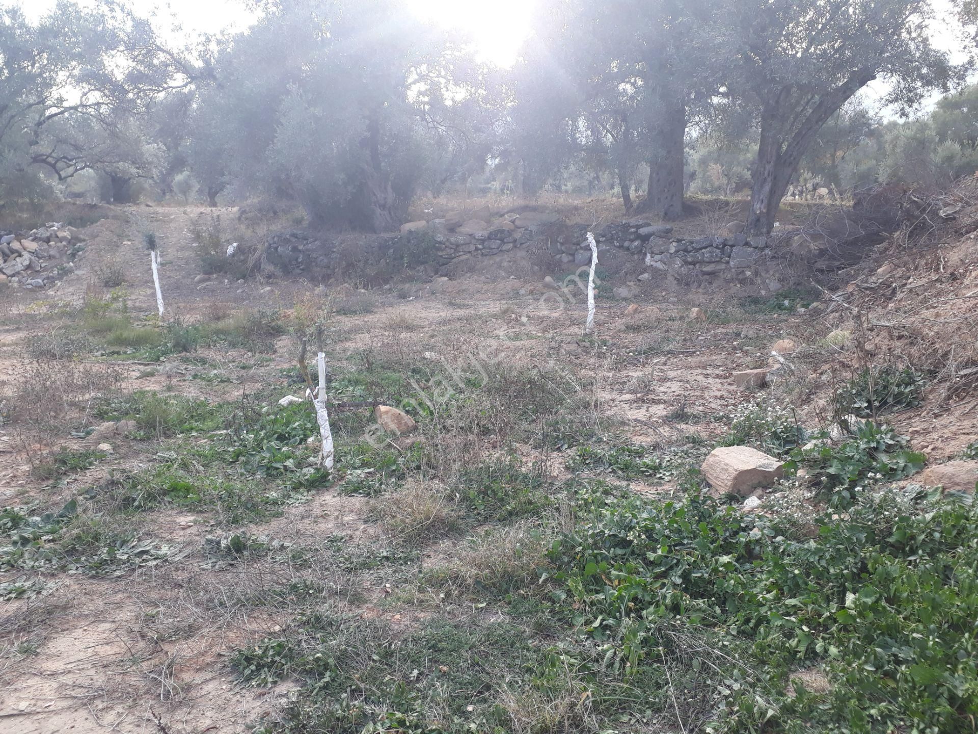 Karacasu Yenice Mahallesinde Satılık Zeytinlik - Görsel 4
