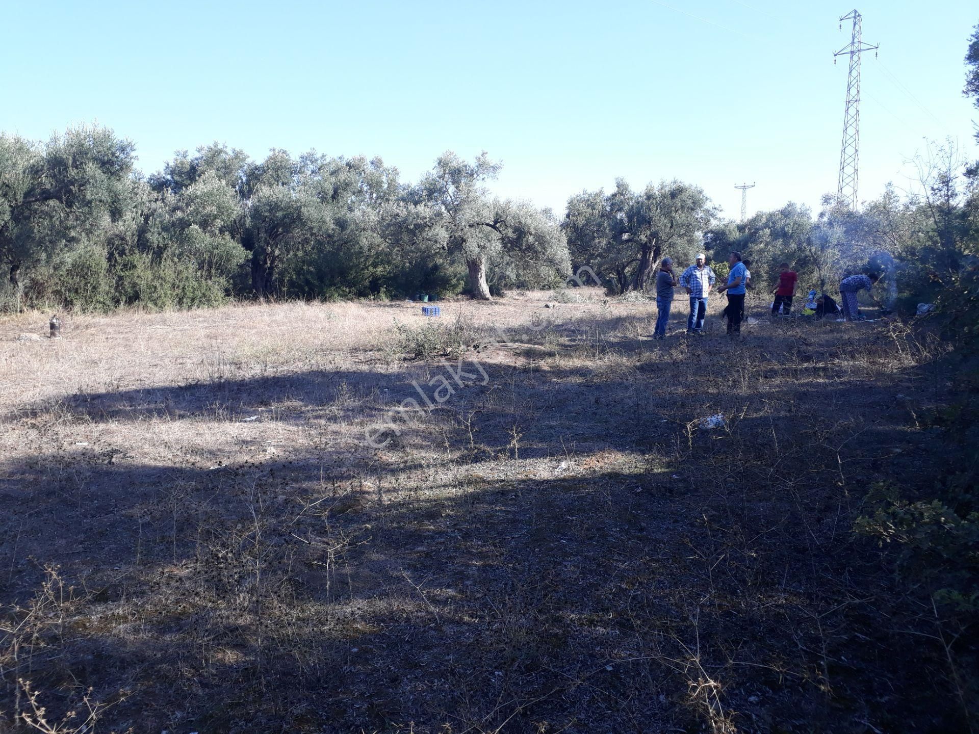 Karacasu Yenice Mahallesinde Satılık Zeytinlik - Görsel 25