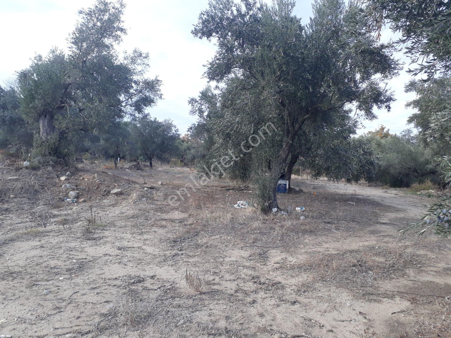 Karacasu Yenice Mahallesinde Satılık Zeytinlik - Görsel 5