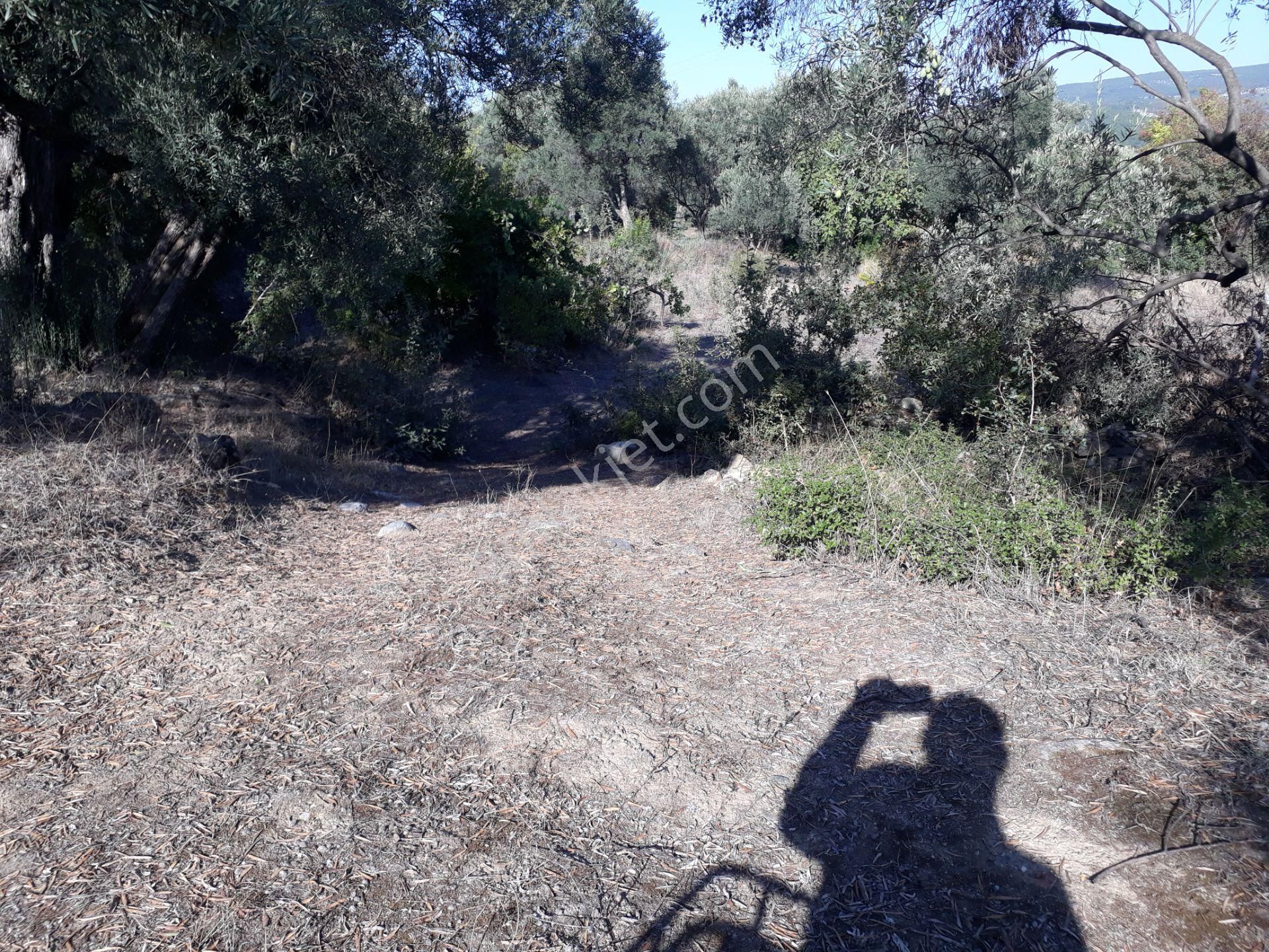 Karacasu Yenice Mahallesinde Satılık Zeytinlik - Görsel 6