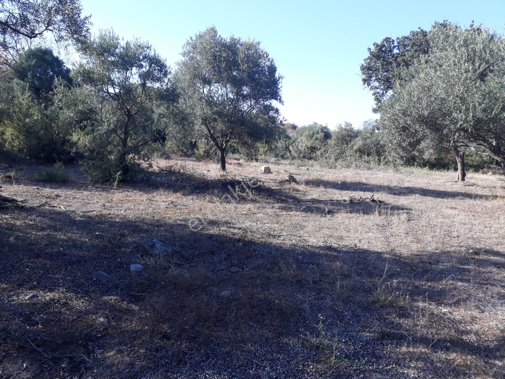 Karacasu Yenice Mahallesinde Satılık Zeytinlik - Görsel 23
