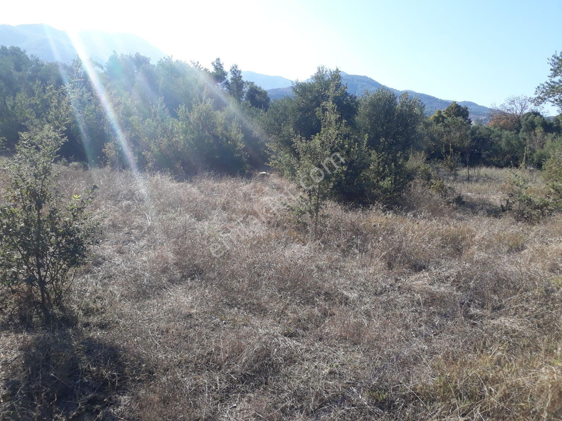 Karacasu Yenice Mahallesinde Satılık Zeytinlik - Görsel 13