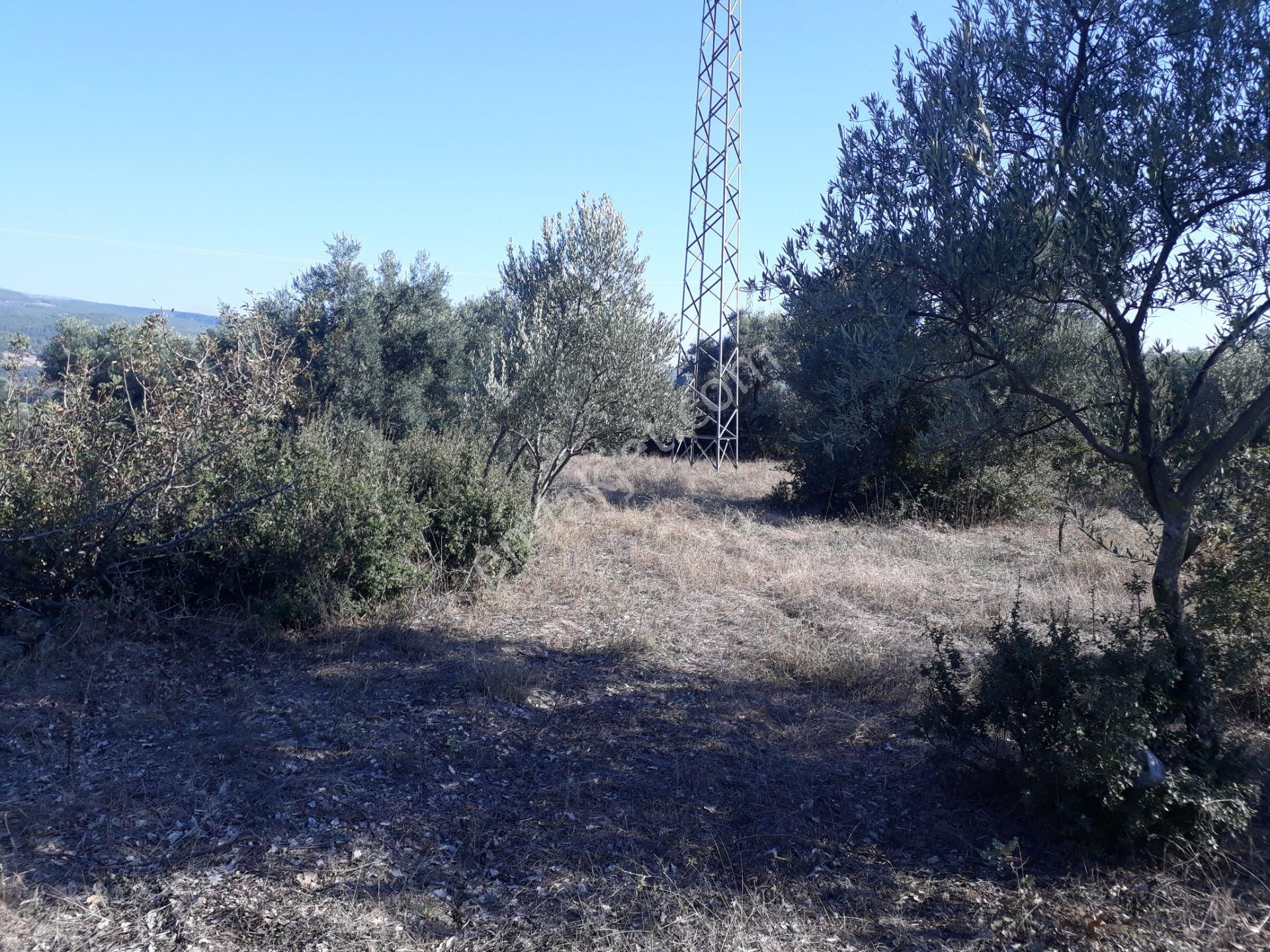 Karacasu Yenice Mahallesinde Satılık Zeytinlik - Görsel 9