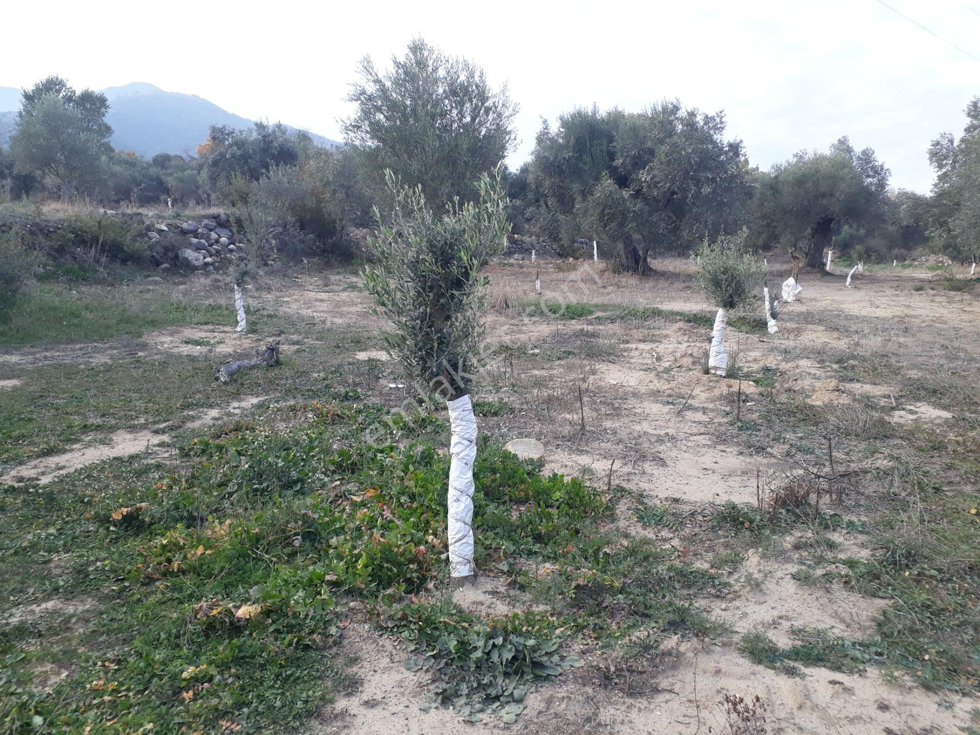 Karacasu Yenice Mahallesinde Satılık Zeytinlik - Görsel 12