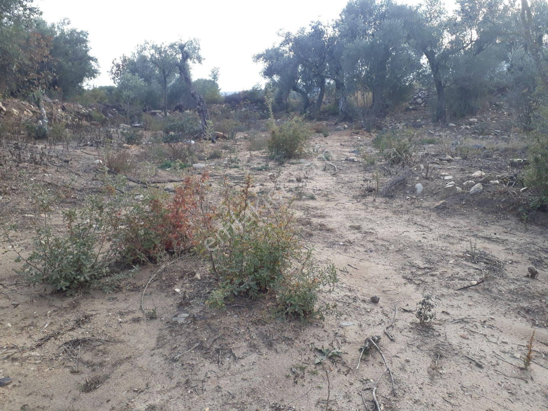 Karacasu Yenice Mahallesinde Satılık Zeytinlik - Görsel 27
