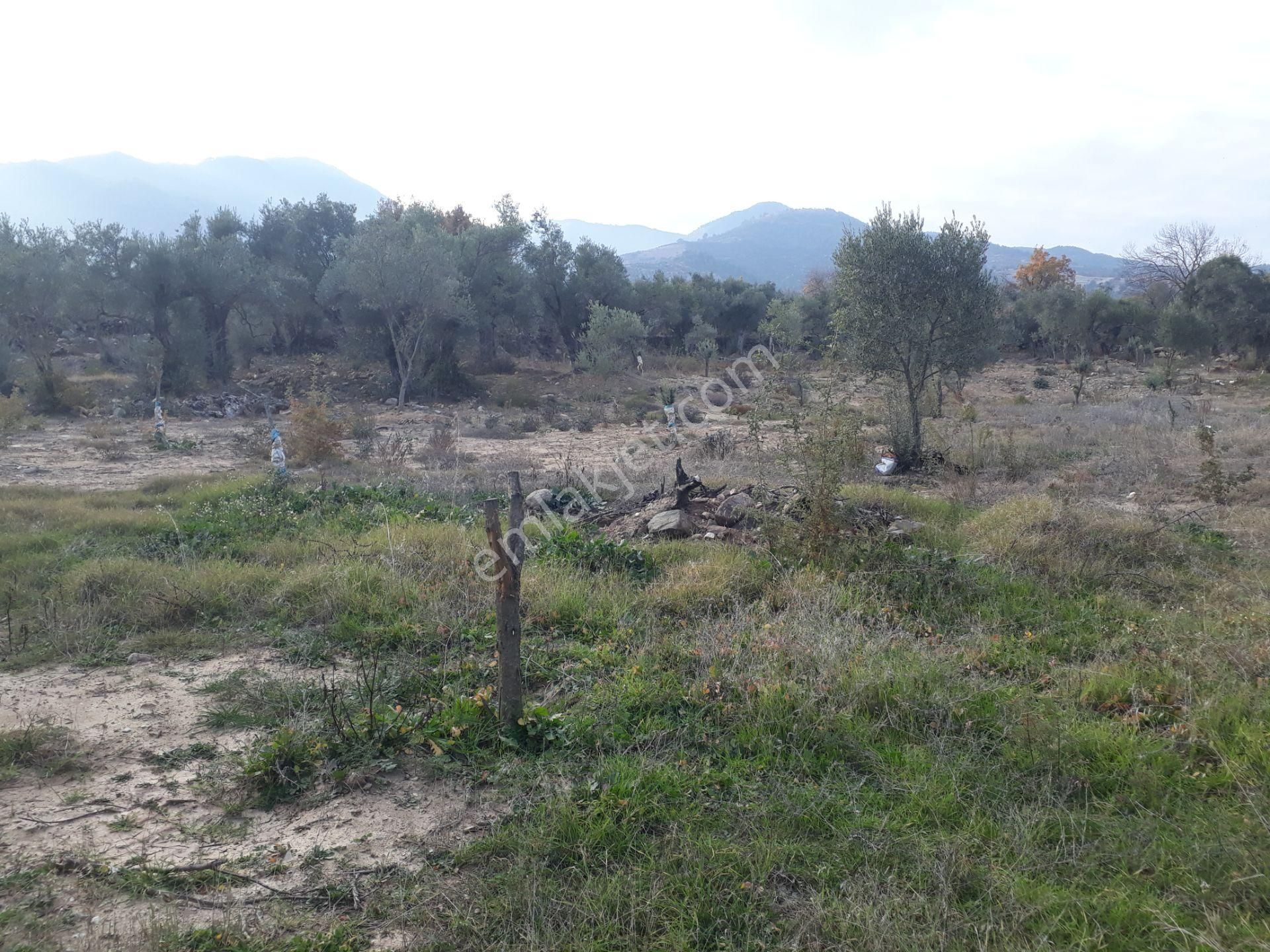 Karacasu Yenice Mahallesinde Satılık Zeytinlik - Görsel 16