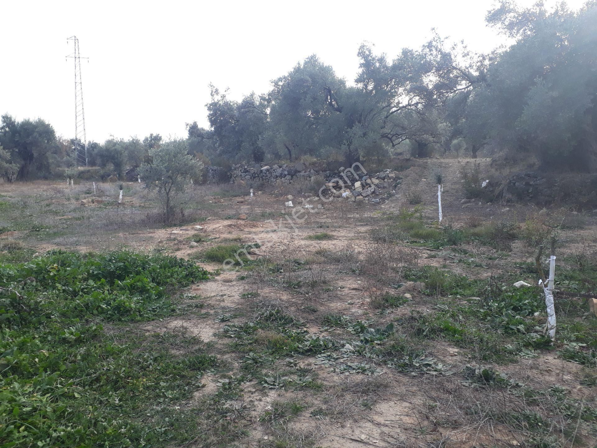 Karacasu Yenice Mahallesinde Satılık Zeytinlik - Görsel 10